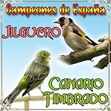 Canto de Jilgueros Campero Silvestre